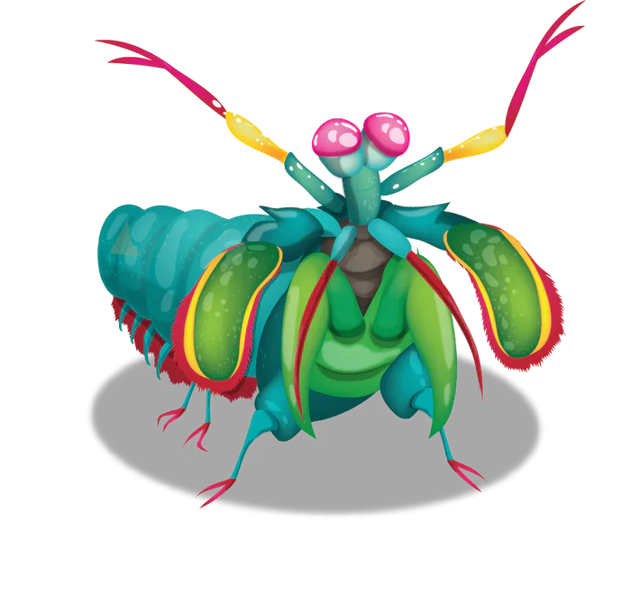 Mantis