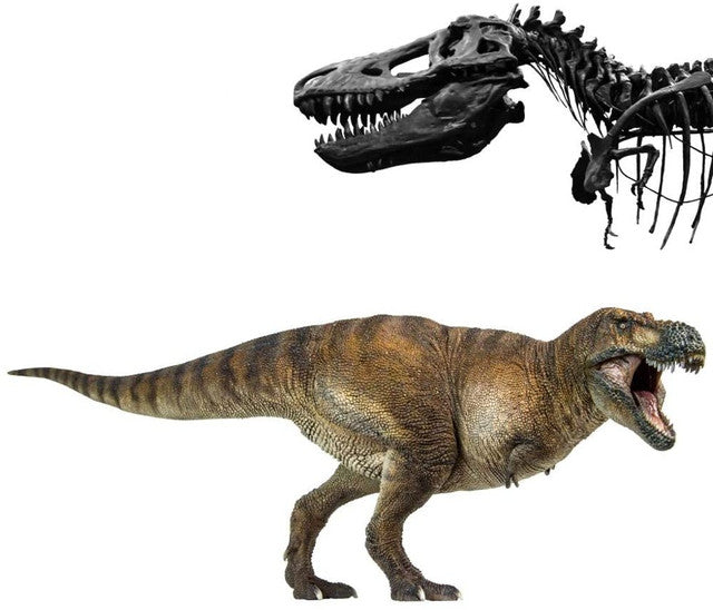 Tyrannosaurus rex - Wilson - (PNSO)